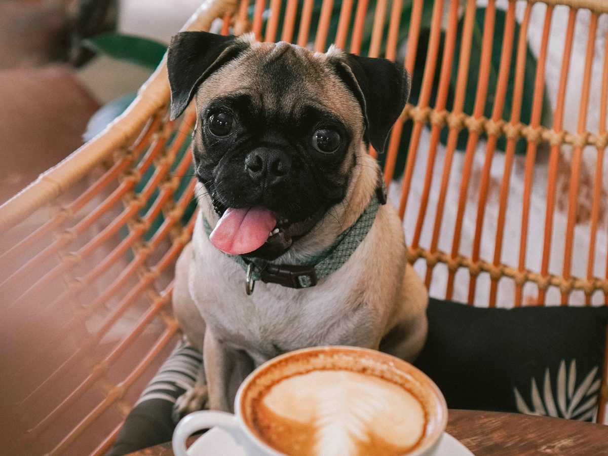 Restaurants that are pet or dogfriendly Eure Tourism