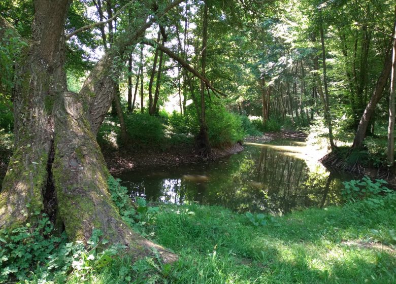 Follow the educational nature trail through the Pré Bourbeaux Forest