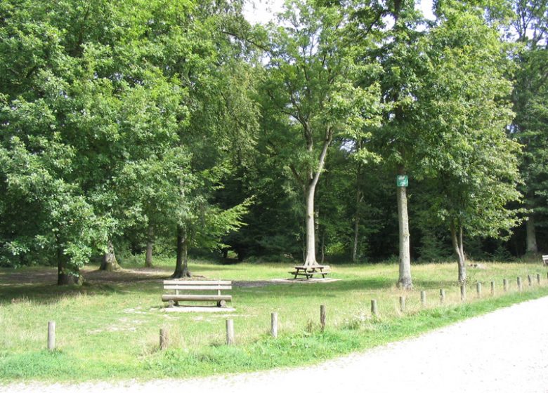 Bord-Louviers Forest